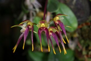 Orchid Species Bulbophyllum Planibulbe Blooming Size 1 Plant (rare Orchids)