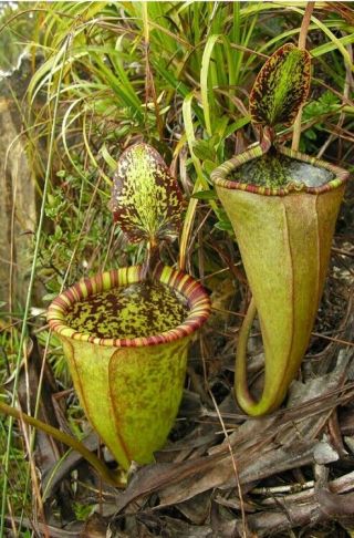 Nepenthes Attenboroughi Rare Tropical Carnivorous Pitcher Plant Grows Huge Traps