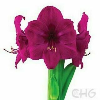 1 Amaryllis Bulb Perennial Flower Perennial Resistant Stunning Rare Fragrant Hot