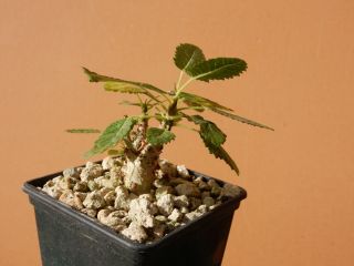 Boswellia Popoviana - Succulent - Caudex - Extremely Rare - Socotra - Seedling