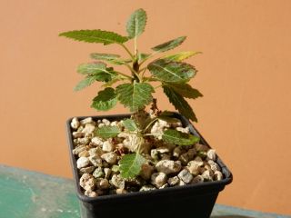 Boswellia popoviana - Succulent - Caudex - Extremely Rare - Socotra - Seedling 2