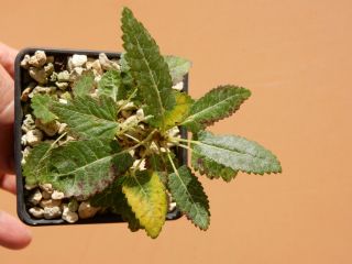 Boswellia popoviana - Succulent - Caudex - Extremely Rare - Socotra - Seedling 3