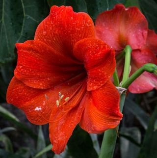 Rare Bonsai 1 Amaryllis Bulbs Hippeastrum Perennial Seasonal Plants Flowers Red