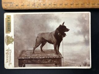 Antique Victorian W H Broad Dover Unknown Black Prize Dog B&w Photo Cabinet Card