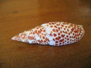 Rare Papalis - Mitra Sea Shell