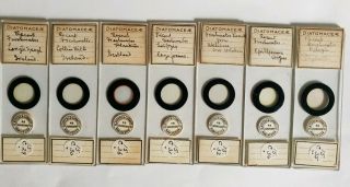 Very Fine Set Of 7 Antique Diatom Microscope Slides " Recent Freshwater " By F&g
