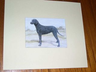Rare Antique Curly Coated Retriever Dog Print By Hodrien 1960 Matted