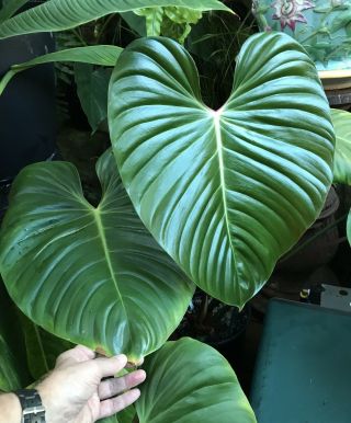 Philodendron Lynamii Plant,  The Rarest Of The Rare