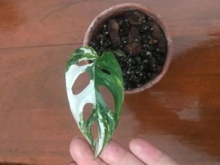 rare variegated monstera adansonii plant 2