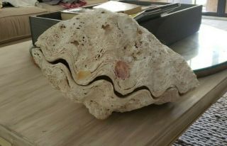 Giant Clam Shell Matching Pair,  Rare Find