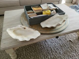 GIANT CLAM SHELL MATCHING PAIR,  RARE FIND 2
