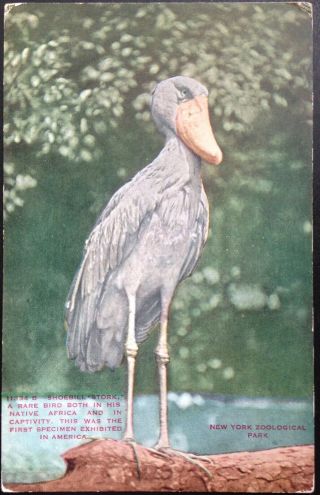 York Zoological Park,  Nyc.  C.  1910 Postcard View Of Rare Shoebill Stork