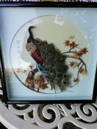 Vintage Chinese Cased Oriental Peacock Framed Picture Real Feathers & Flowers