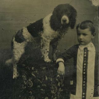 Antique Tintype Photo Of Boy & Springer Spaniel Pet Dog On Podium In Studio