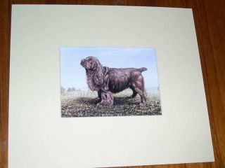 Rare Antique Sussex Spaniel Colour Dog Print By Hodrien 1960 Matted