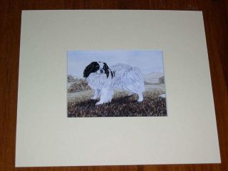 Rare Antique Japanese Chin Colour Dog Print By Hodrien 1960 Matted