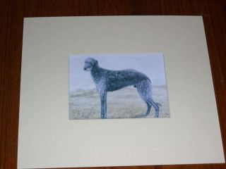 Rare Antique Scottish Deerhound Dog Print By Hodrien 1960 Matted
