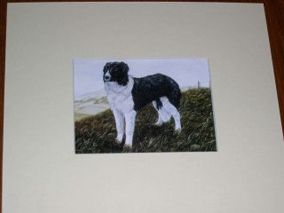 Rare Antique Border Collie Dog Print By Hodrien 1960 Matted