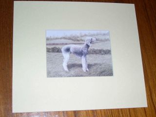 Rare Antique Bedlington Terrier Colour Dog Print By Hodrien 1960 Matted