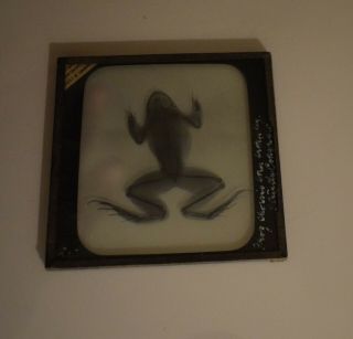 ANTIQUE Magic Lantern Slide XRAY OF AN ADULT FROG C1890 VICTORIAN PHOTO 2