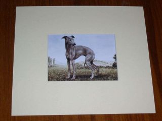 Rare Antique Italian Greyhound Dog Print By Hodrien 1960 Matted