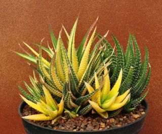 Haworthia Subfasciata Variegata /cactus/succulent/plant/rare