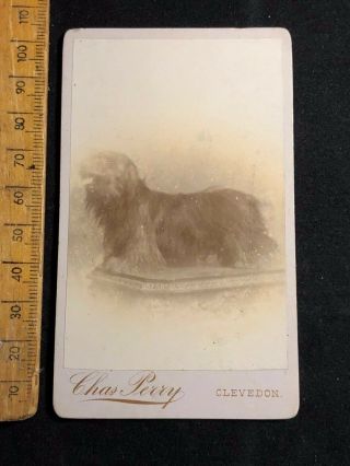E Antique 1800s Victorian Perry Long Hair Terrier Dog B&w Photo Cdv Cabinet Card