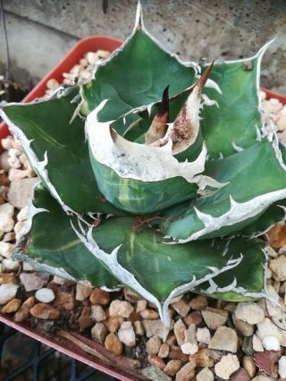 Very Rare.  Agave Titanota Variegated.  Pic 1 - 3 Mother Plant.  Pic 4 - 6.