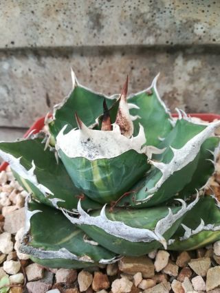 Very Rare.  Agave Titanota Variegated.  Pic 1 - 3 Mother Plant.  Pic 4 - 6. 2