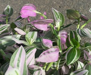 Rare - Lilac Tradescantia Fluminensis Aka Wandering Jew Lilac / Lavender