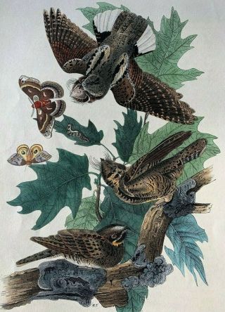 Very Rare - Audubon 1st Ed.  Octavo - Whip - Poor - Will - Plate 42