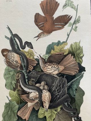 Very Rare - Audubon 1st Ed.  Octavo - Brown Thrasher - Plate 141