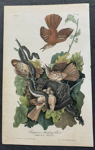 Very Rare - Audubon 1st Ed.  Octavo - Brown Thrasher - Plate 141 2