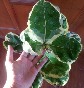 Ficus Lyrata Variegata Rare Variegated Fiddle Leaf Fig