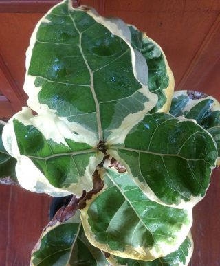 Ficus Lyrata Variegata RARE Variegated Fiddle Leaf Fig 2