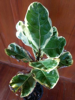 Ficus Lyrata Variegata RARE Variegated Fiddle Leaf Fig 3