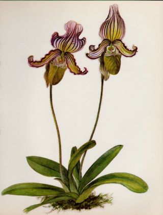 Antique Orchid Print Vintage Botanical Flower Art Print Paphiopedilum 3165 - 106