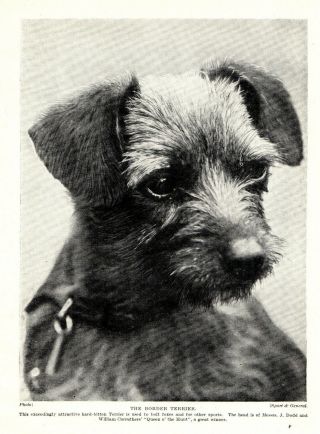 1930s Antique Border Terrier Dog Print Champion Queen O 