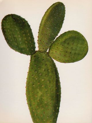 Antique Cactus Botanical Print Bunny Ears Cactus Desert Southwestern Decor 2966