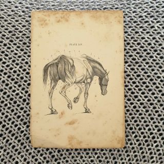 Horse Anatomy - Muscles Of The Hind Quarters - Antique Book Page - C.  1870
