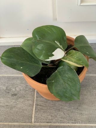 Philodendron White Knight Rare Aroid Full Plant