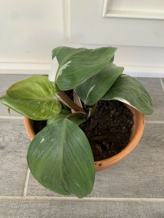 Philodendron White Knight Rare Aroid Full Plant 2