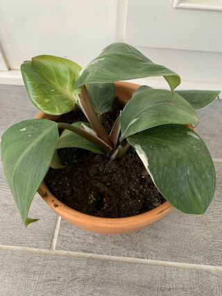 Philodendron White Knight Rare Aroid Full Plant 3