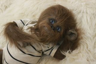 Chewbacca Inspired Reborn,  One Of A Kind Realistic And Adorable Baby Boy