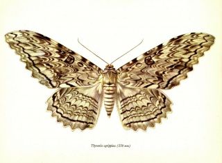 Antique Moth Art Print White Witch Moth Vintage Insect Print Wall Art 3047