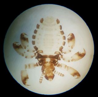 Very Fine Antique Microscope Slide " Young Pig Louse " By Darlaston