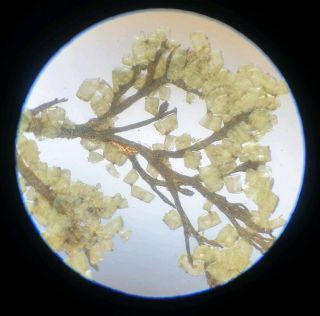 Very Fine Antique Diatom Microscope Slide Isthmia Nervosa In Situ