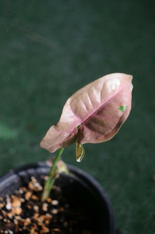 Syngonium Podophyllum Neon Robusta Rare Pink Foliage Variegated Nephthytis Arrow