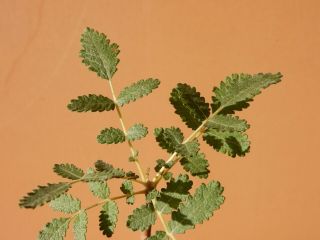 Boswellia bullata - Succulent - Caudex - Extremely Rare - Socotra - Seedling 3