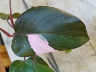 Pink Princess Philodendron Variegated Aroid Rare Medium Plant Rooted